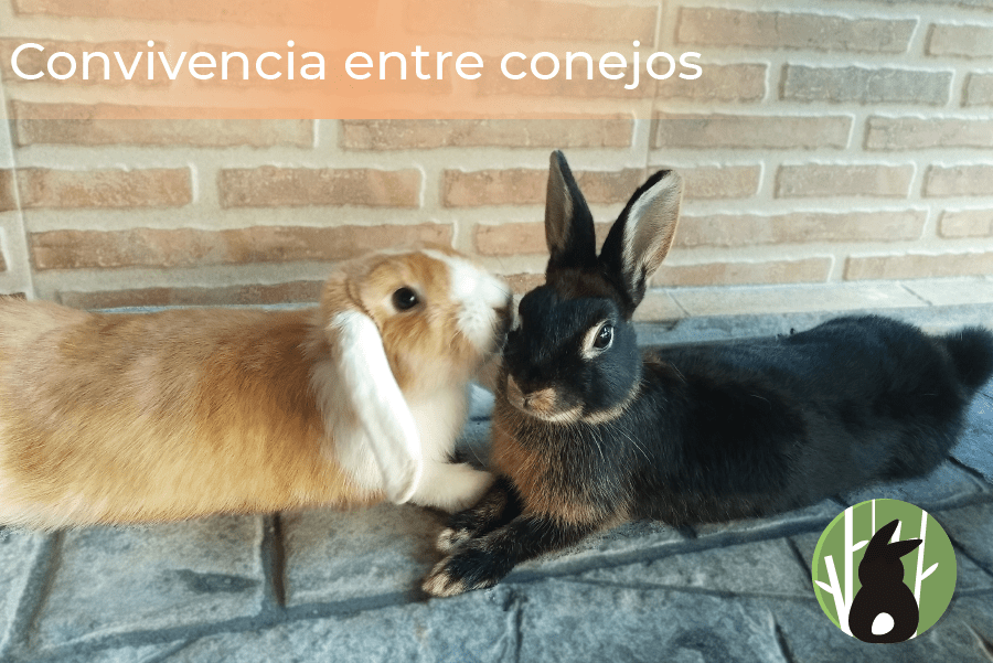 lo que necesitas saber sobre la convivencia entre conejos web especializada en el conejo como masctoa convivencia entre conejos