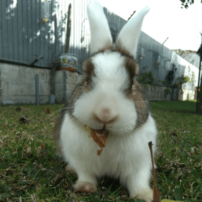 Comportamientos de conejos: ¿Por qué los conejos lamen todo? 1